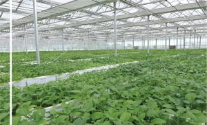 Membiak rumah hijau solar