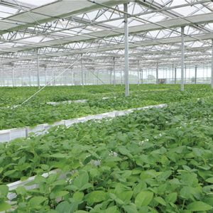Breeding solar greenhouse