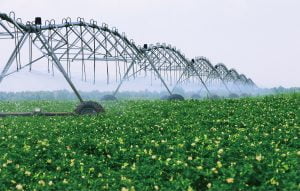 Asas penanaman kentang