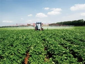 Potato Planting Base