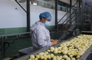 lavorazione dei fiocchi di patate