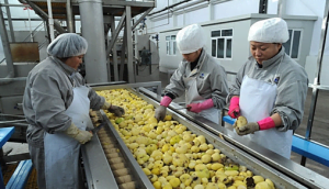 produção de flocos de batata