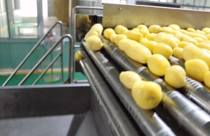 fabbrica di patate finte