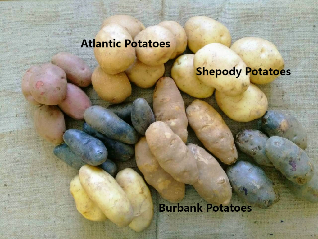 Potato flakes potato