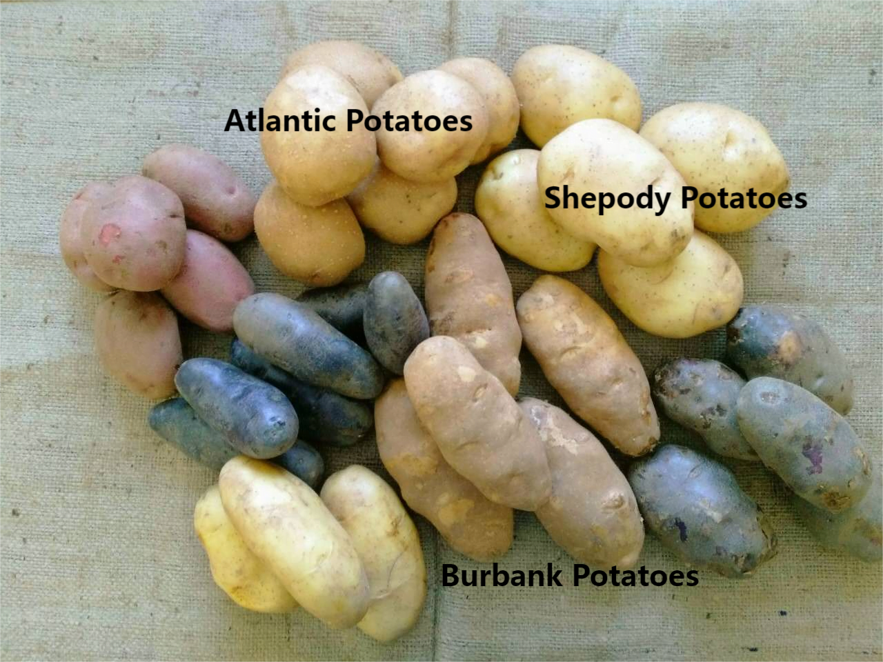 Potato Flakes What Potato Varieties are used for the production