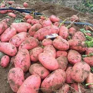 Kentang benih merah untuk dijual - Biji kentang popular china